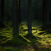 Geheimnis Dunkel Grün Wald Thema Foto Hintergrund Für Porträt