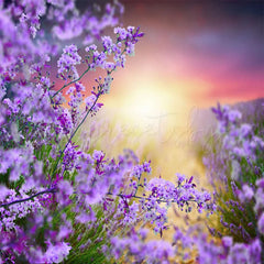 Sonnenschein Und Lavendel Frühling Thema Foto Hintergrund Für Porträt